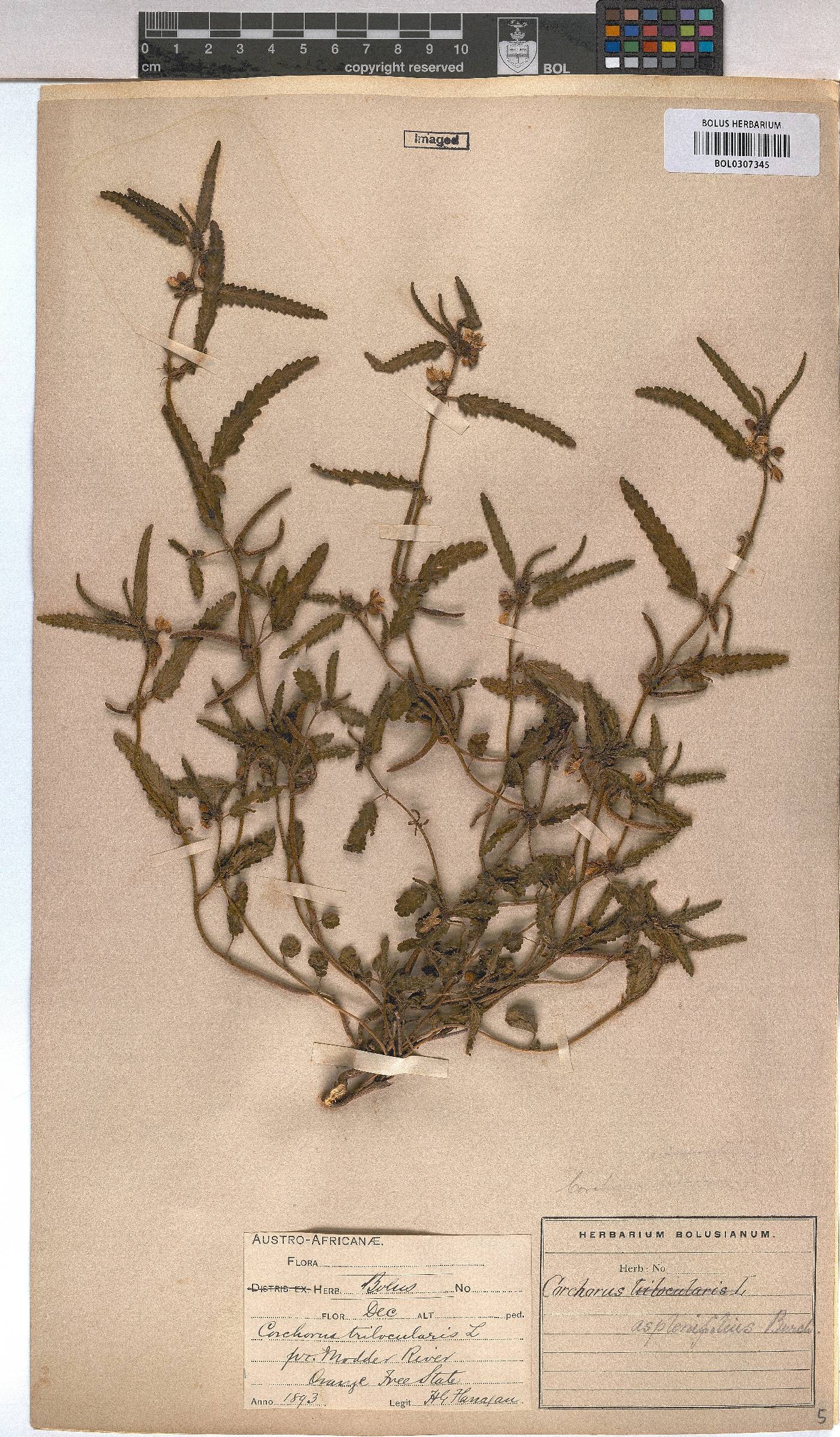 Corchorus image
