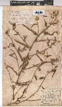 Corchorus asplenifolius image