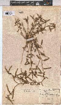 Corchorus asplenifolius image
