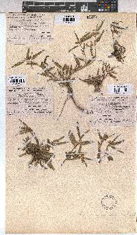 Corchorus asplenifolius image