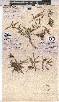 Corchorus asplenifolius image