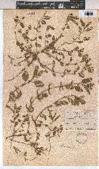 Corchorus asplenifolius image