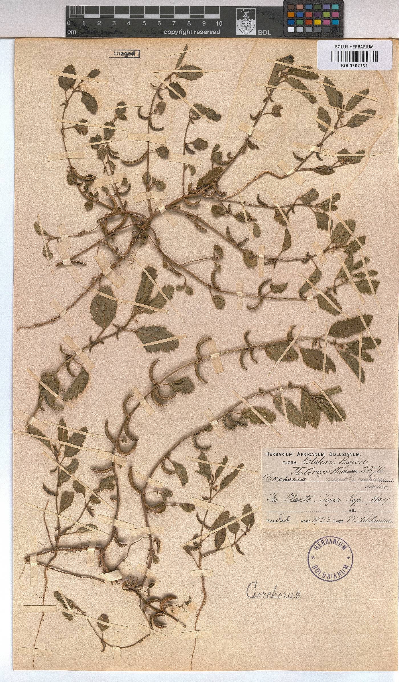 Corchorus asplenifolius image