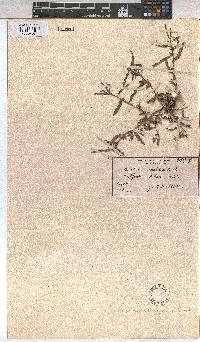 Corchorus asplenifolius image