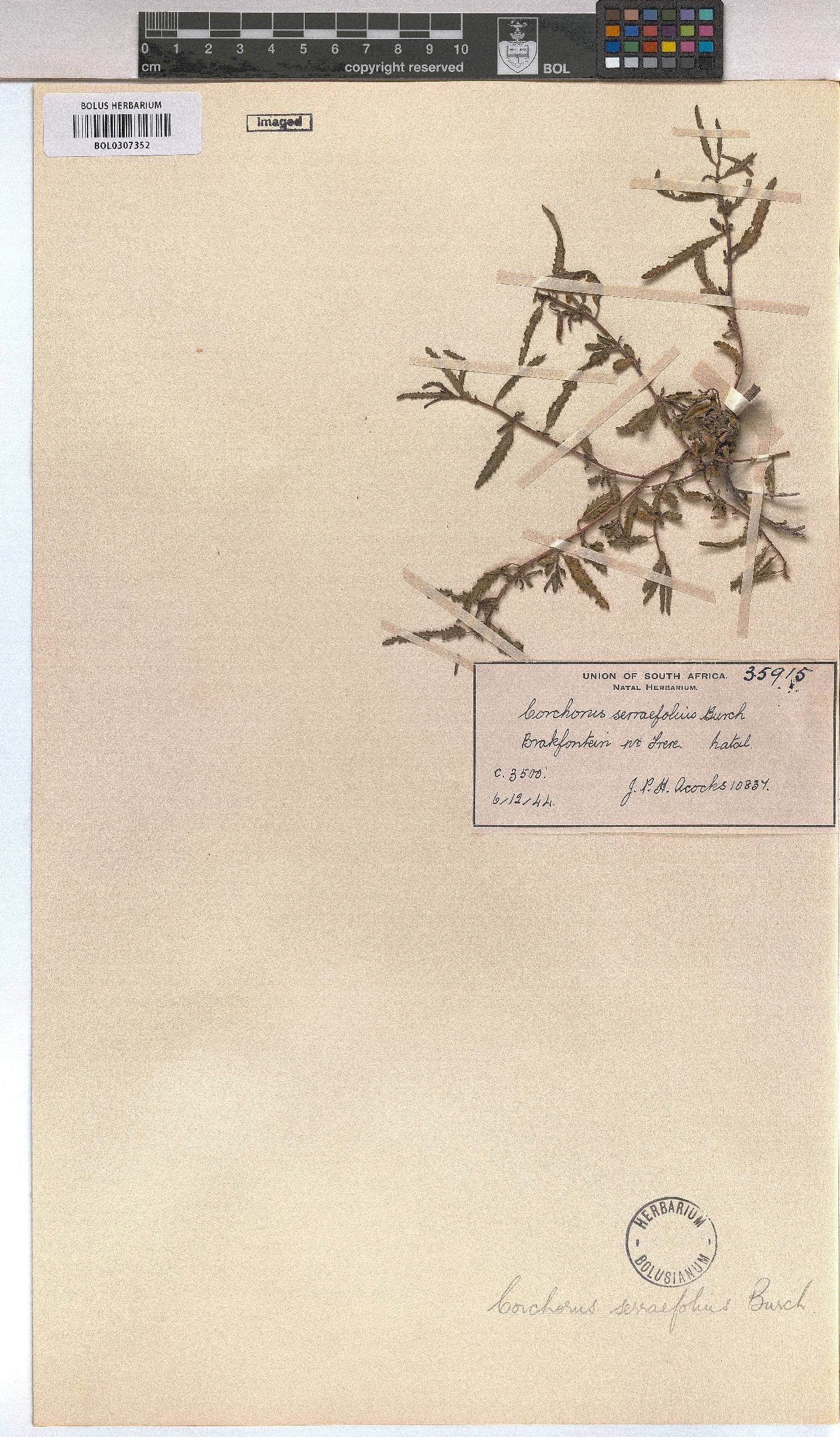Corchorus asplenifolius image