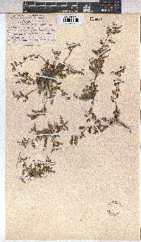 Corchorus asplenifolius image
