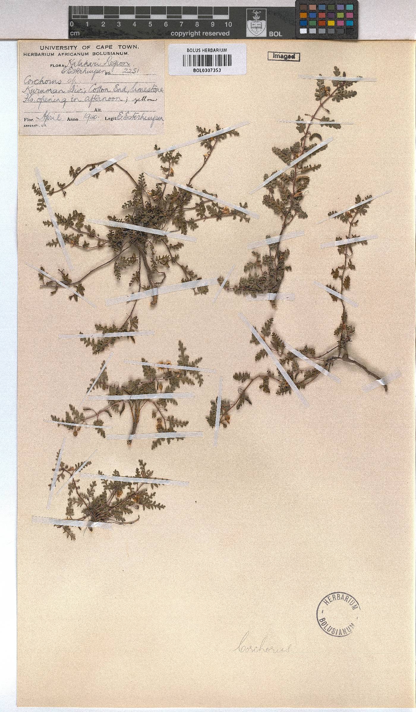 Corchorus asplenifolius image