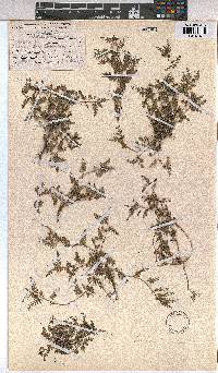 Corchorus asplenifolius image