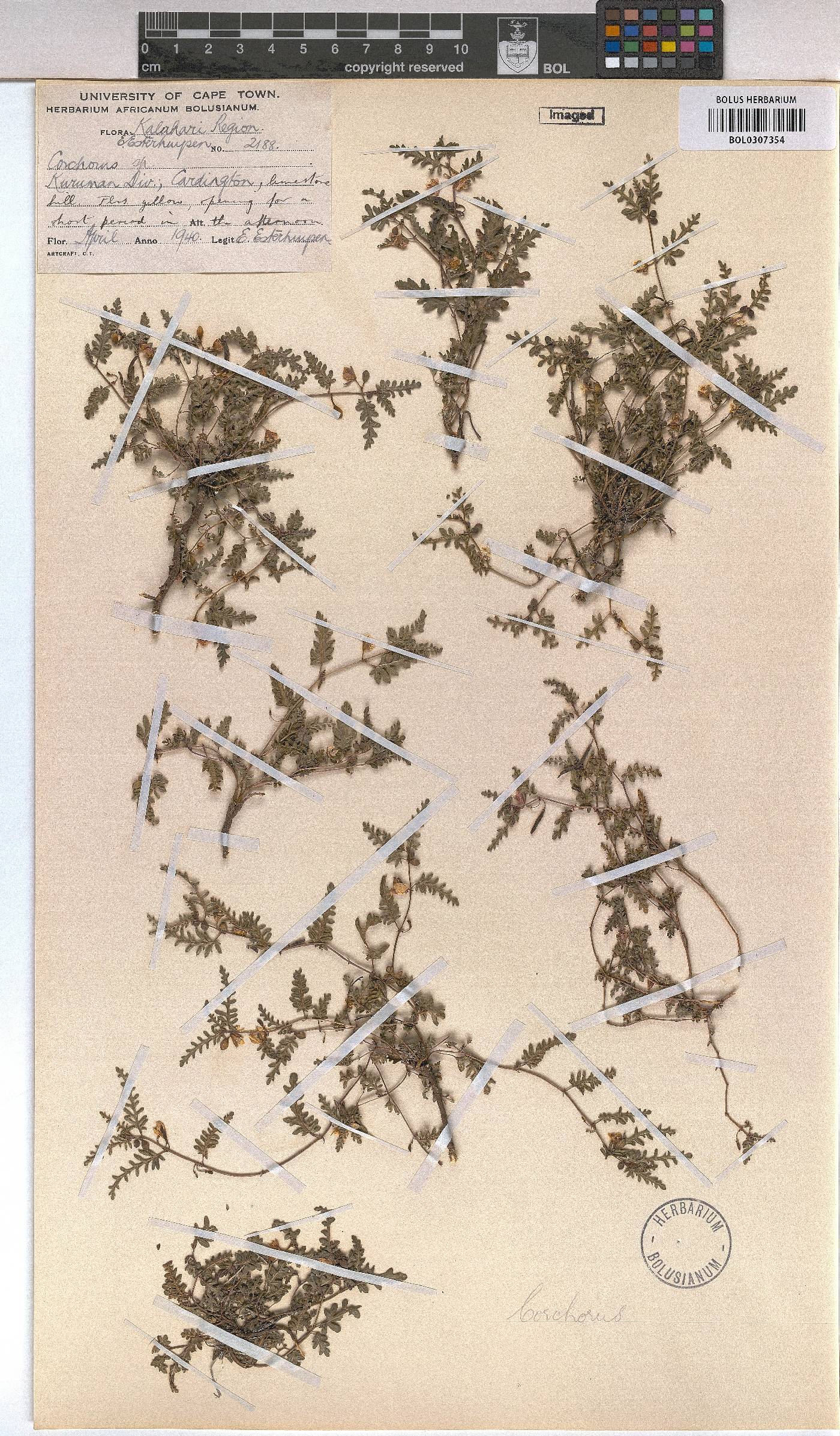Corchorus asplenifolius image