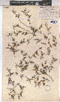 Corchorus asplenifolius image