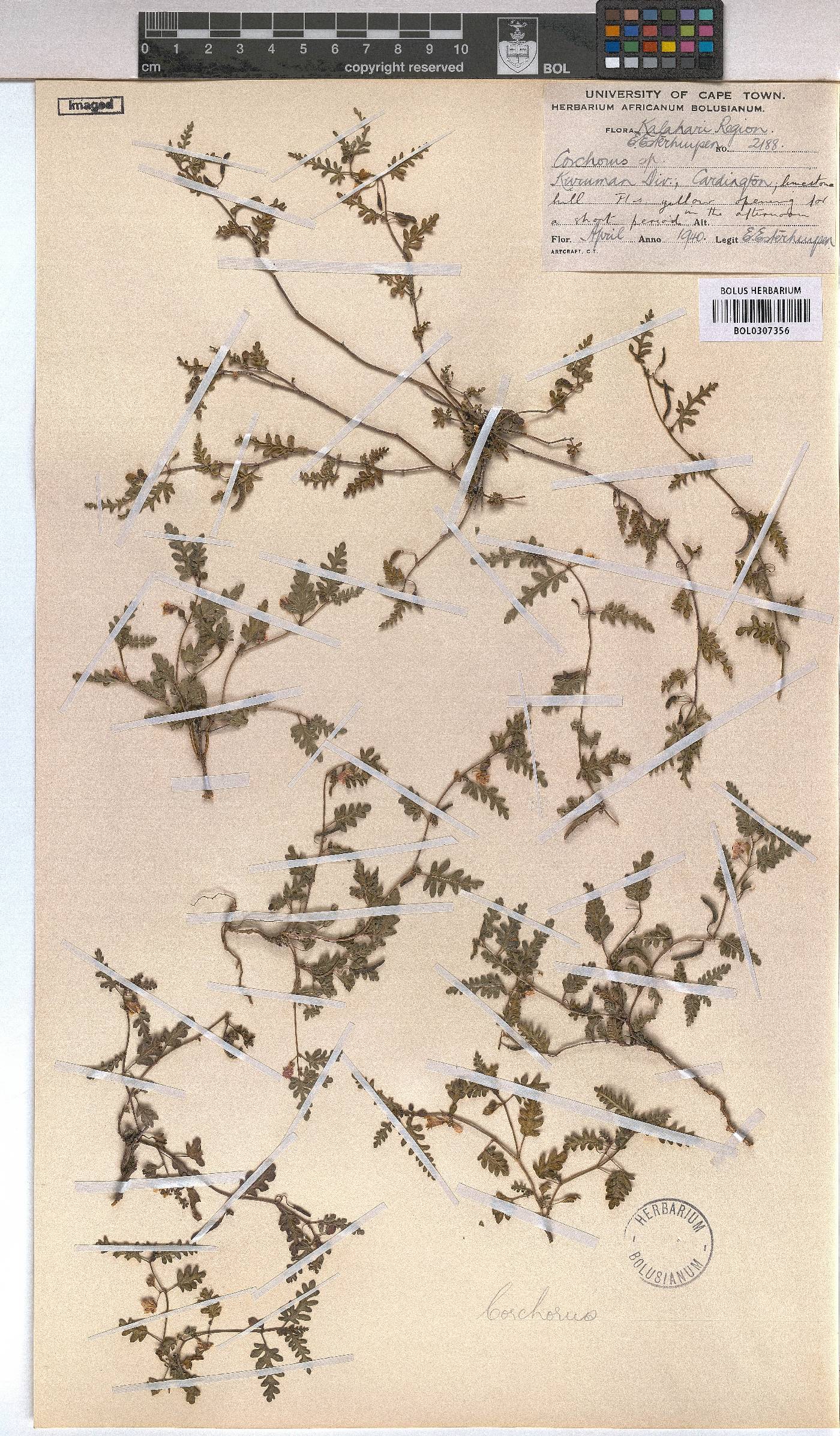 Corchorus asplenifolius image