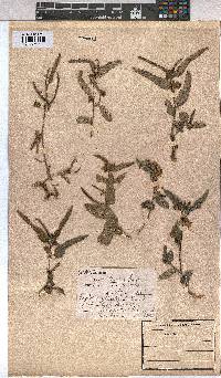 Corchorus asplenifolius image