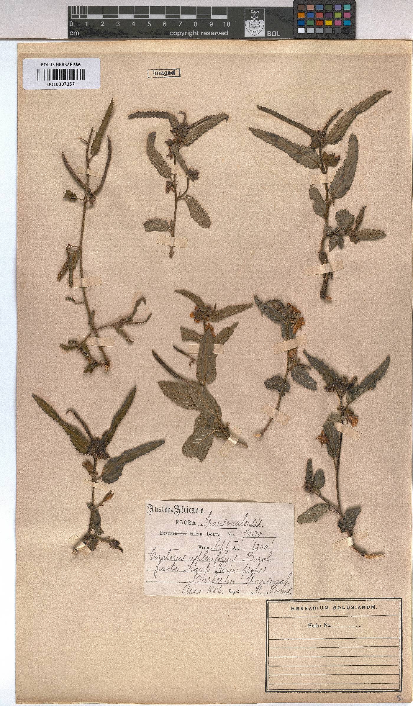 Corchorus asplenifolius image