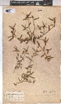 Corchorus asplenifolius image