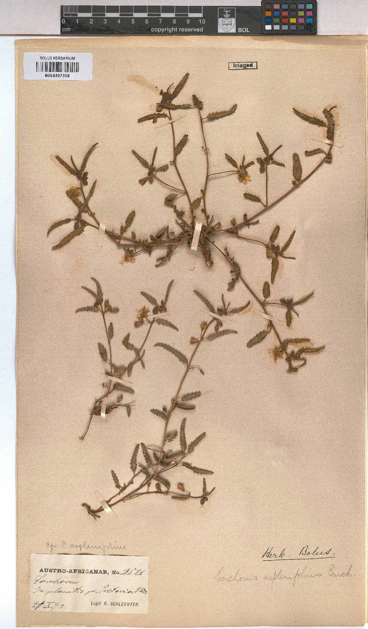 Corchorus image