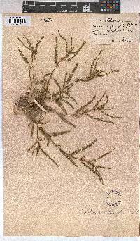 Corchorus asplenifolius image