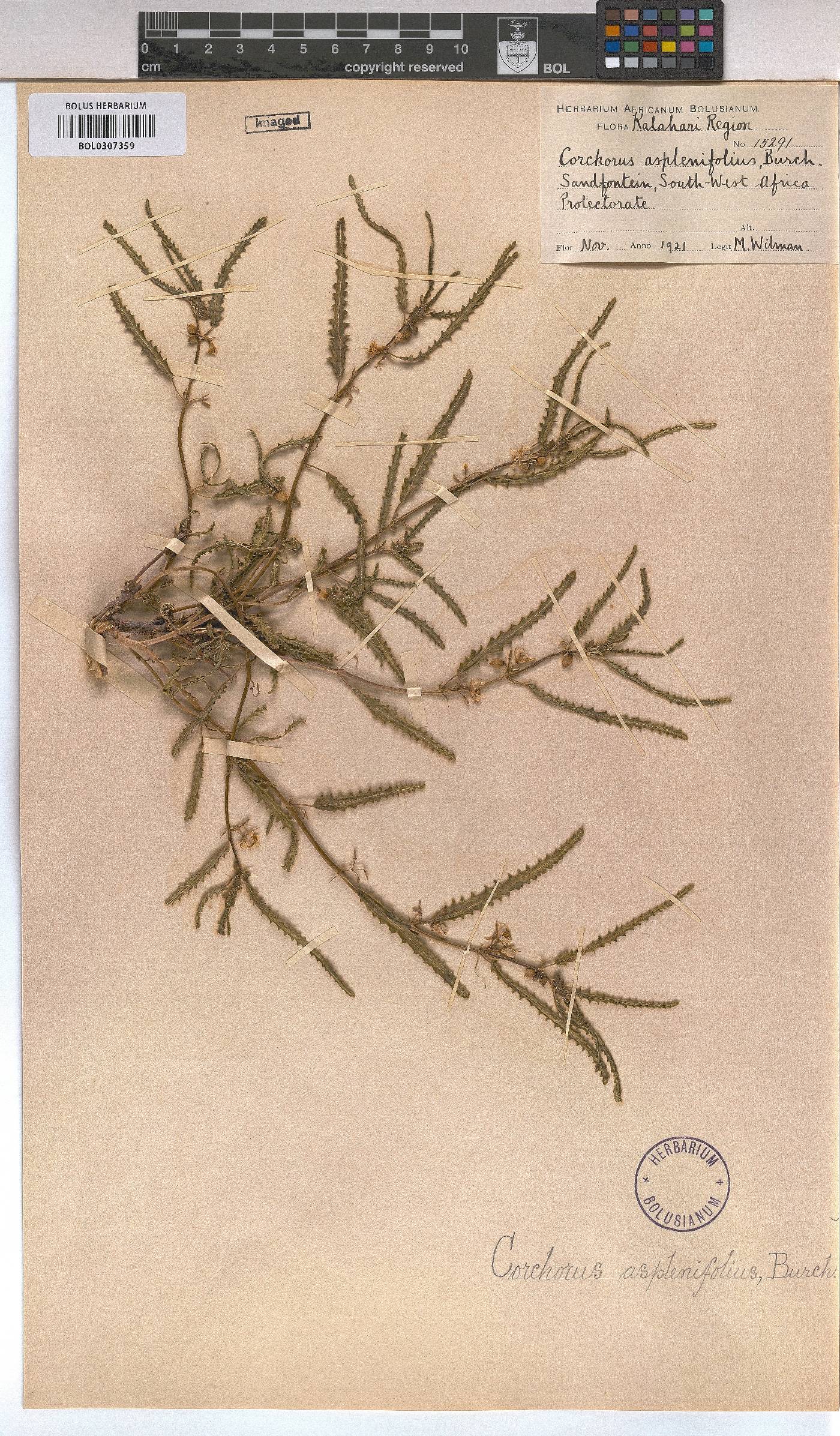 Corchorus asplenifolius image