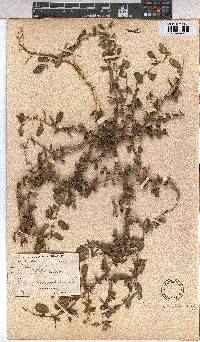 Corchorus asplenifolius image