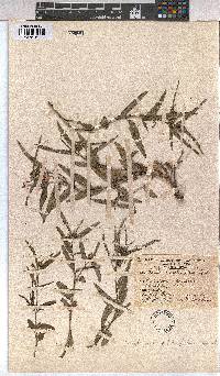 Corchorus asplenifolius image