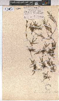 Corchorus asplenifolius image