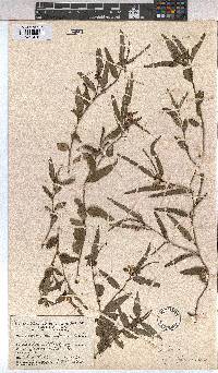 Corchorus asplenifolius image