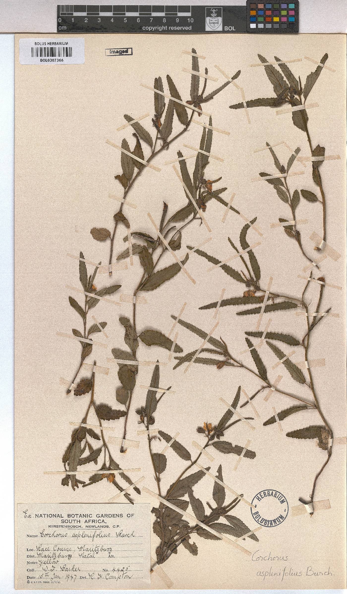 Corchorus asplenifolius image