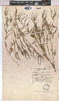 Corchorus asplenifolius image
