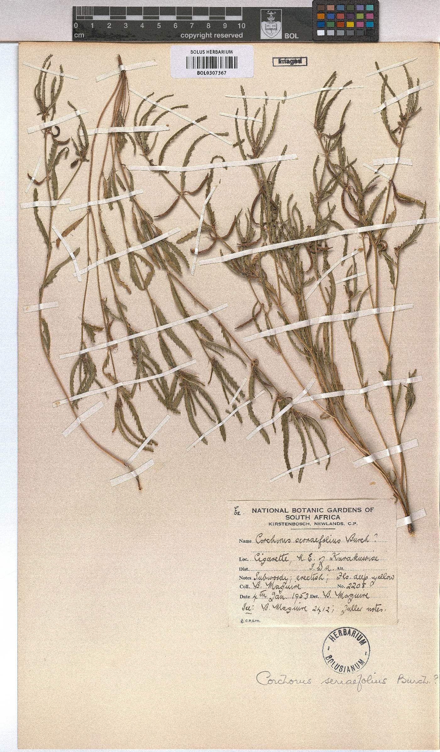 Corchorus asplenifolius image
