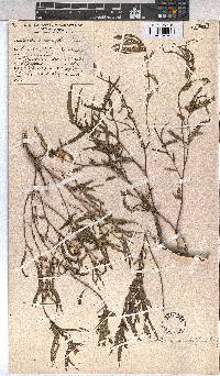 Corchorus asplenifolius image