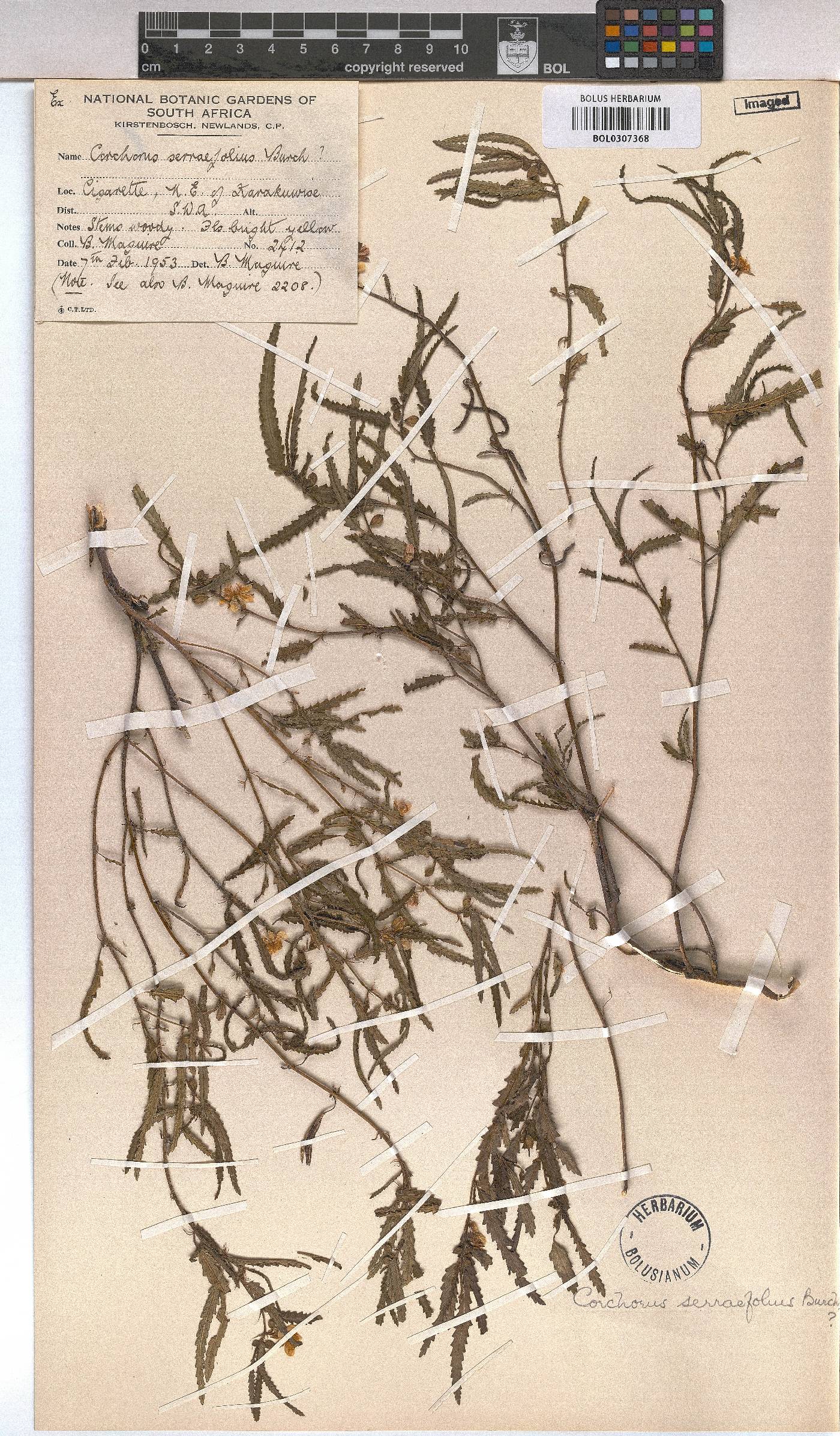 Corchorus image