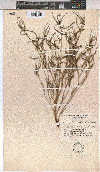 Corchorus asplenifolius image