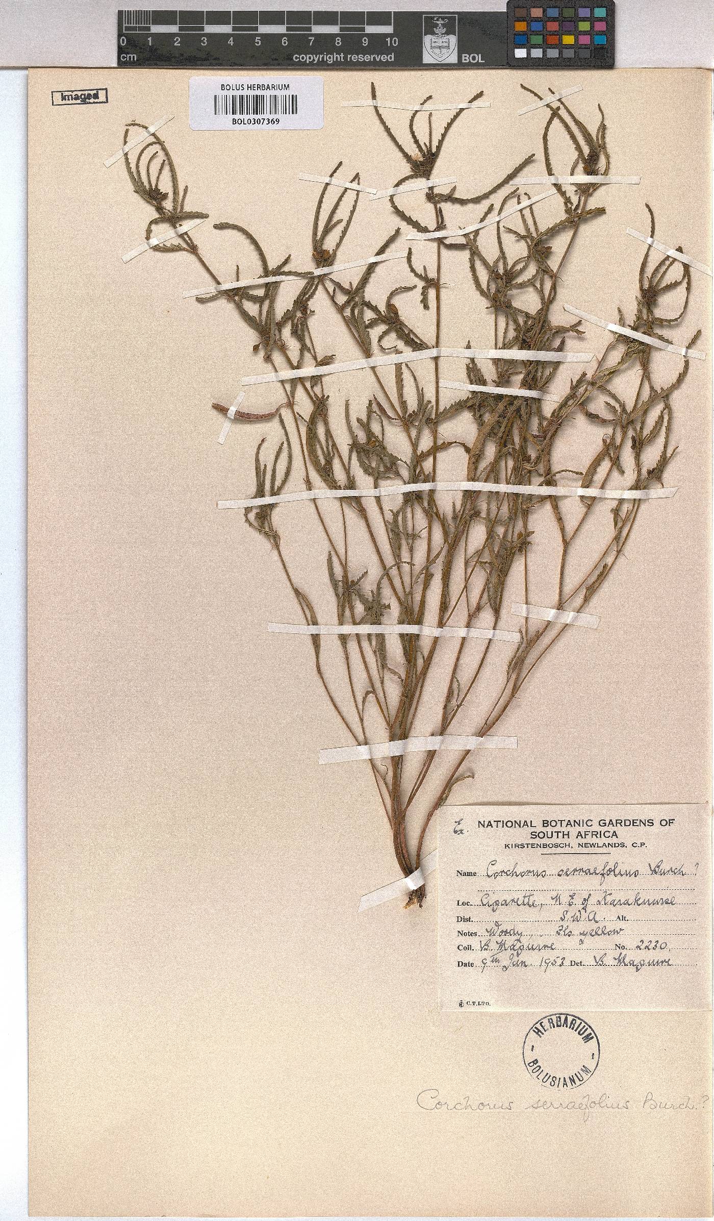 Corchorus asplenifolius image