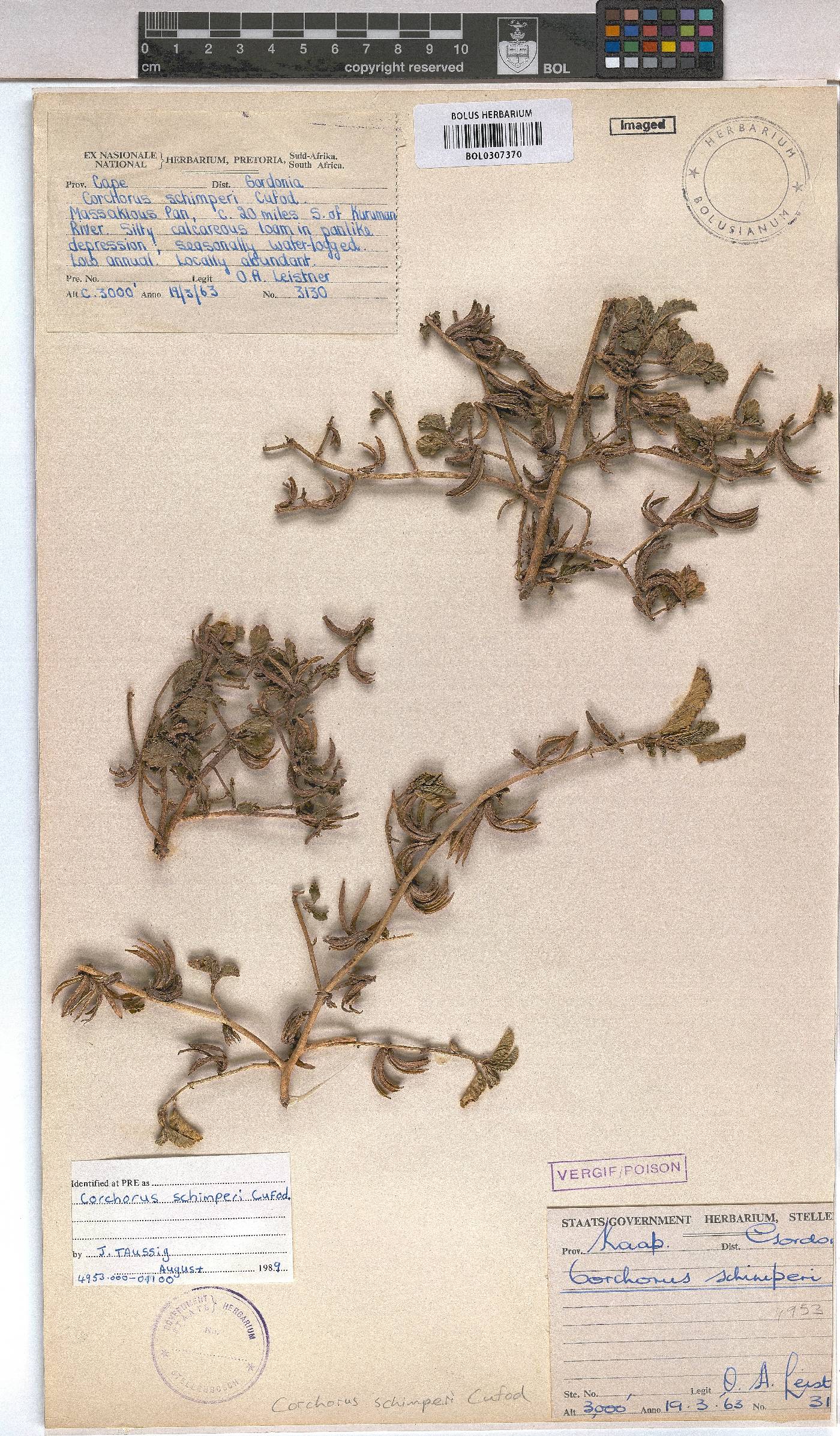 Corchorus schimperi image
