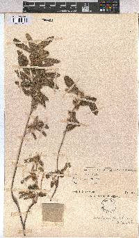 Corchorus kirkii image