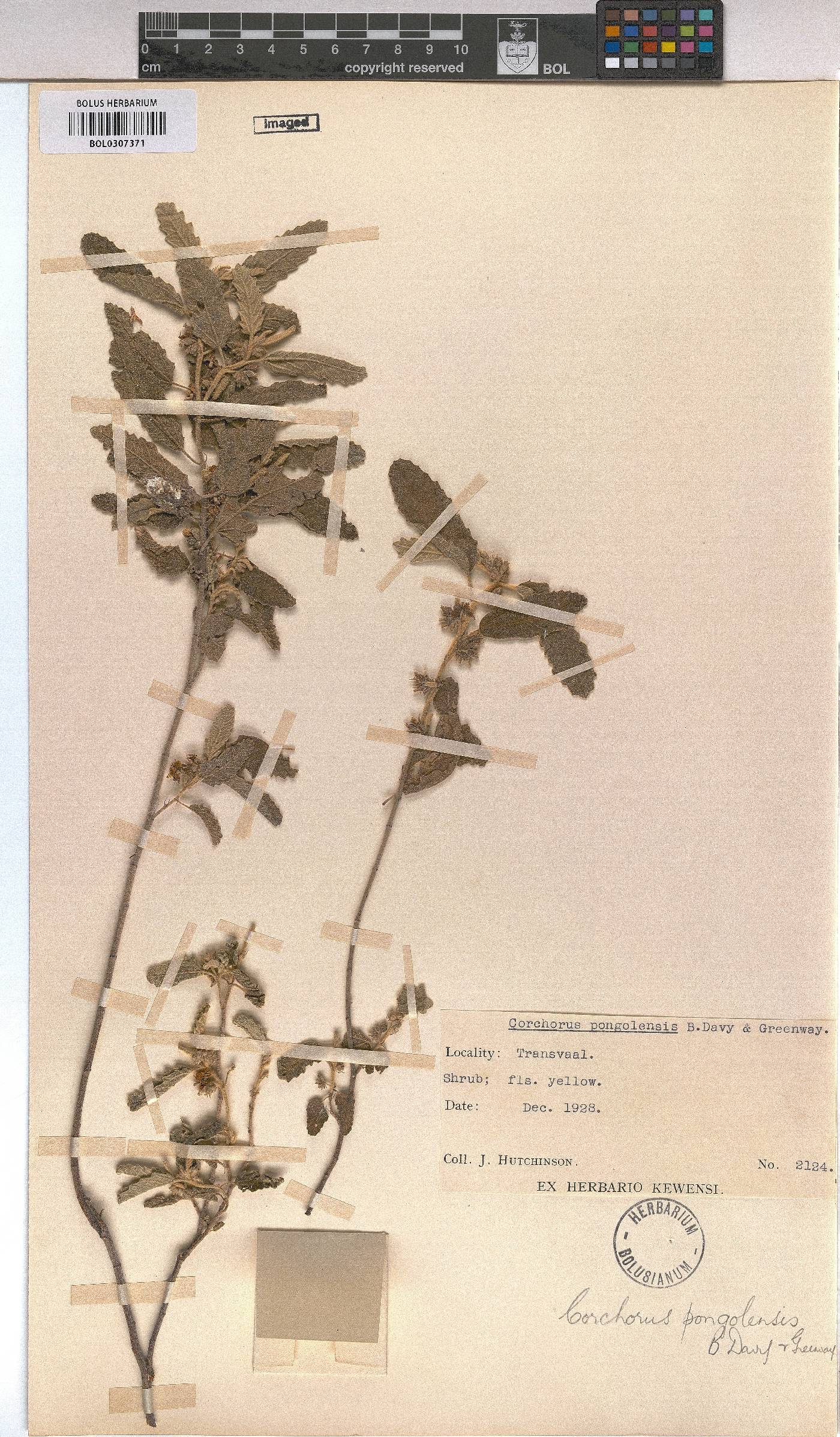 Corchorus kirkii image
