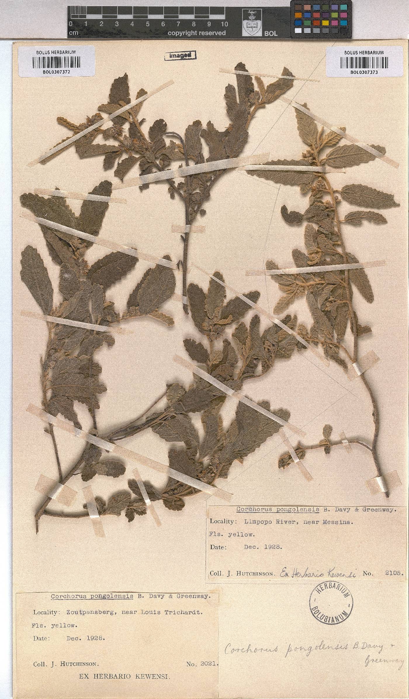 Corchorus image