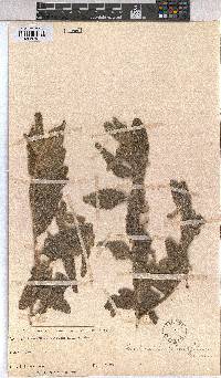 Corchorus kirkii image