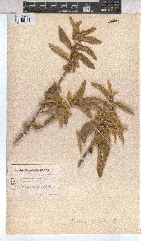 Corchorus kirkii image
