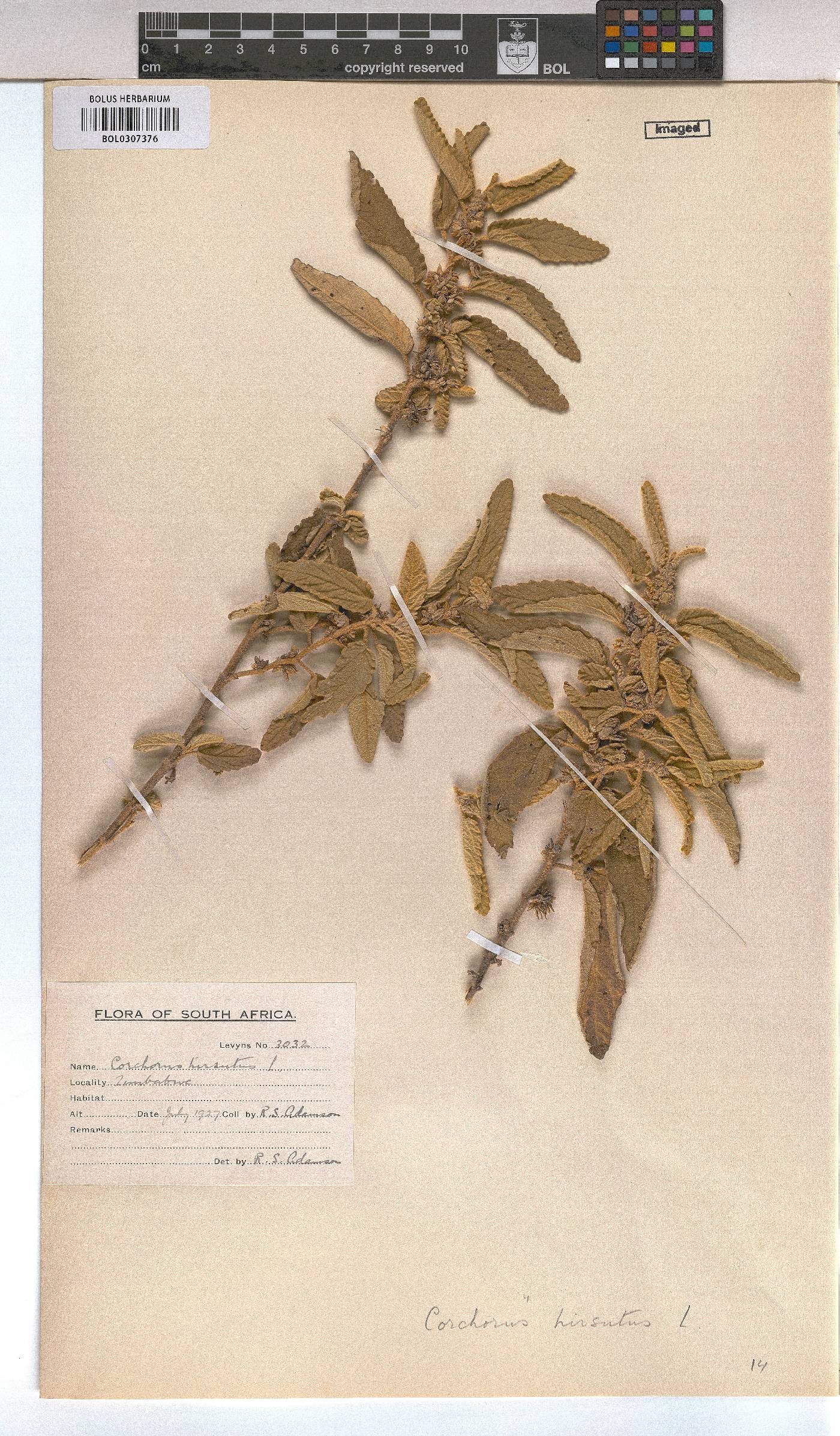Corchorus kirkii image