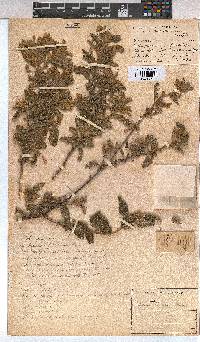 Corchorus kirkii image