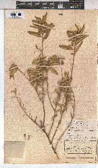 Corchorus kirkii image