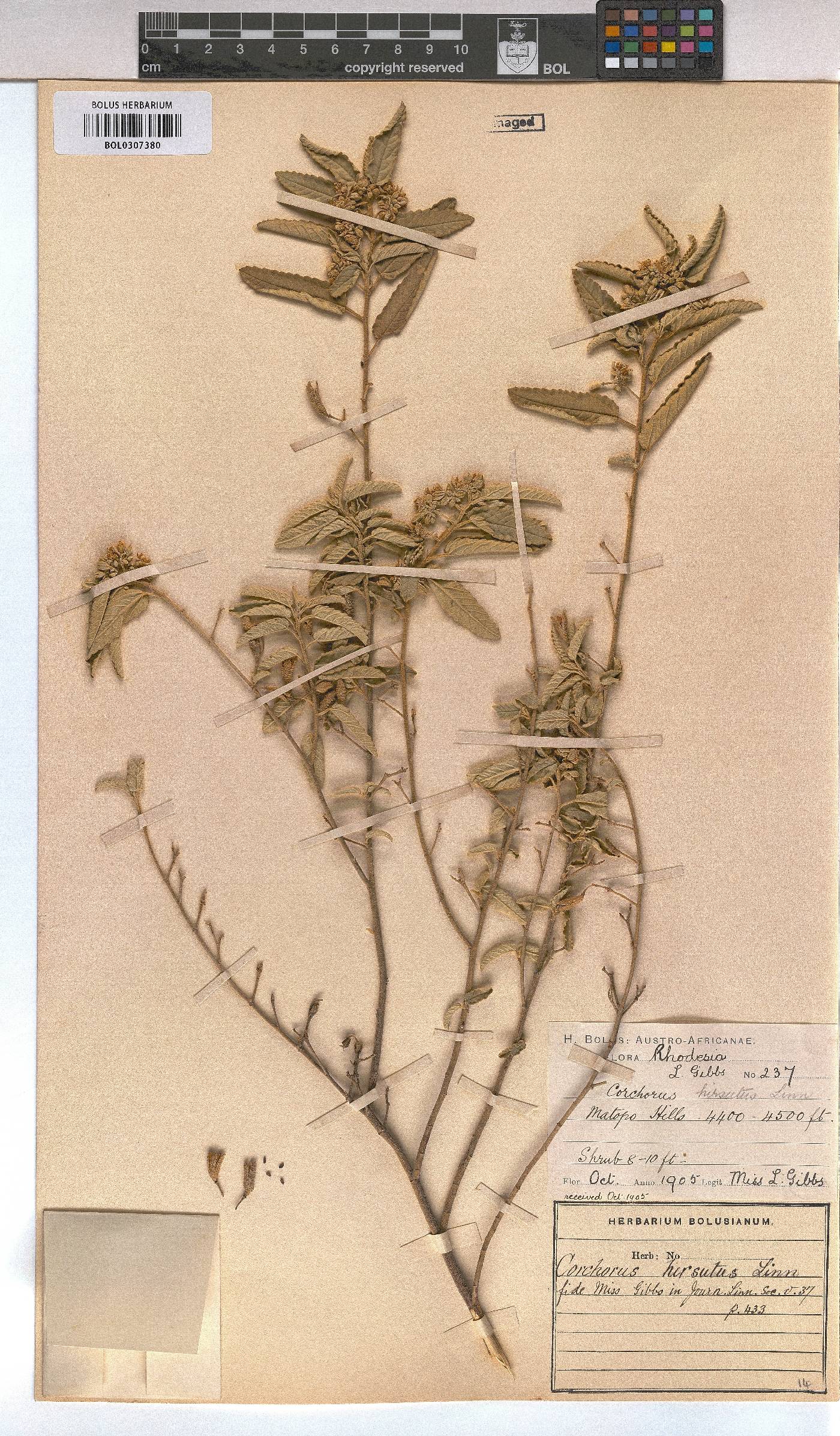 Corchorus kirkii image