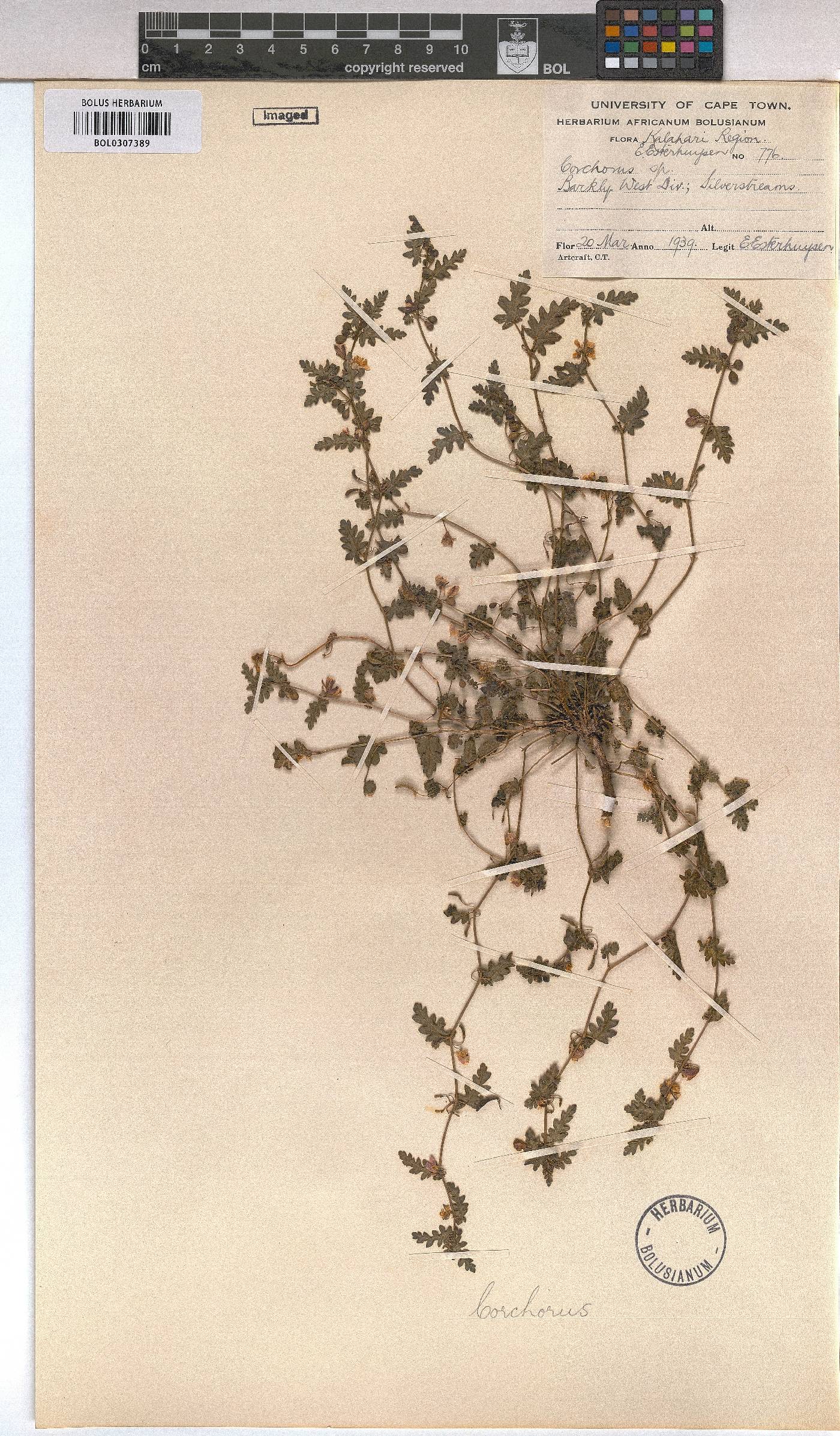 Corchorus image