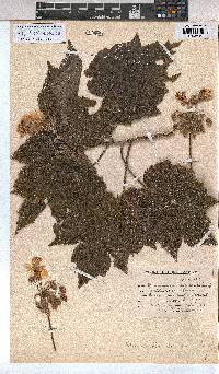 Sparrmannia africana image