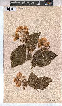Sparrmannia africana image
