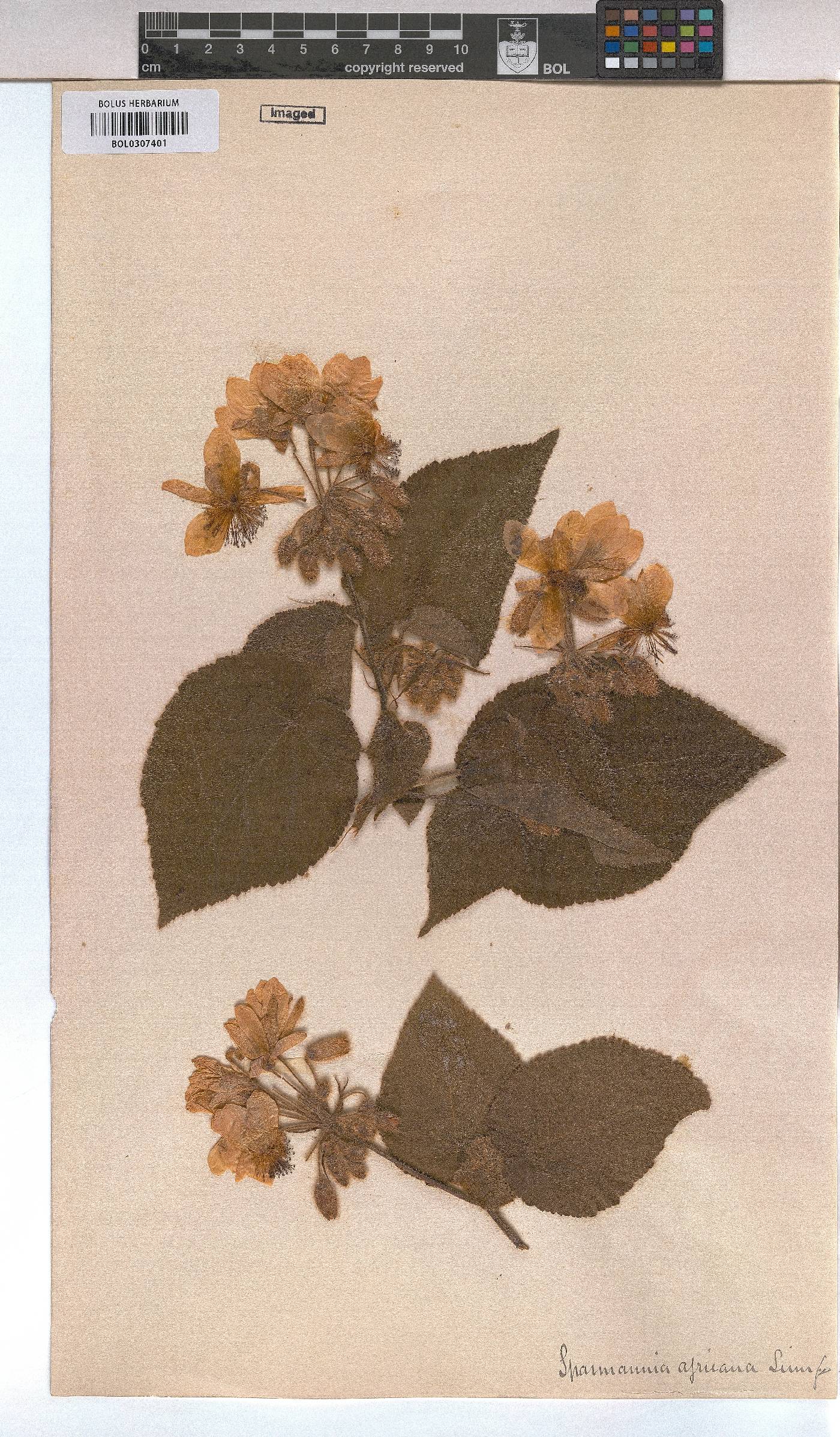 Sparrmannia africana image