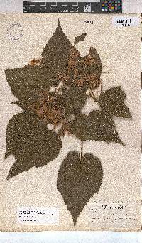 Sparrmannia africana image