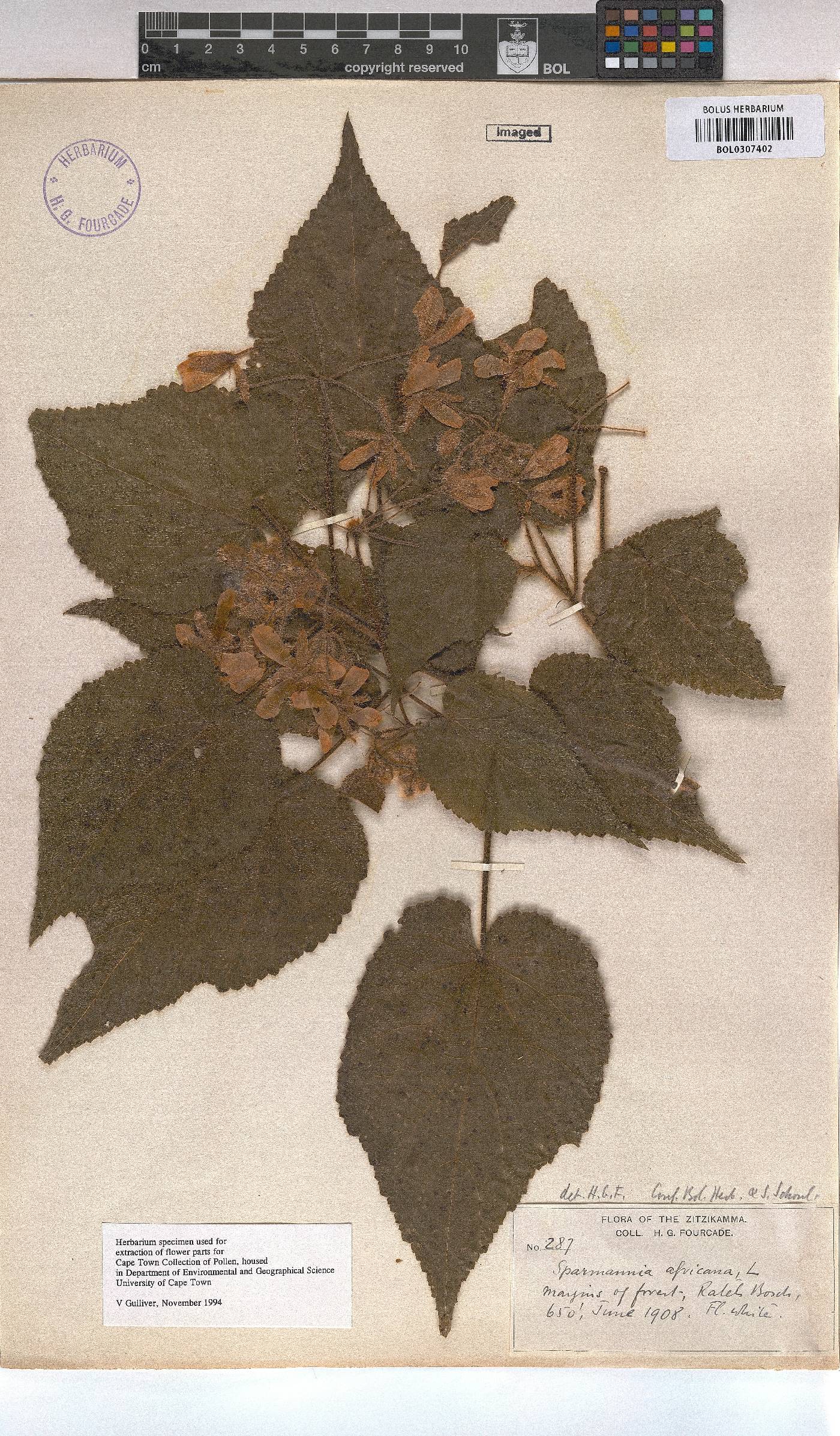 Sparrmannia africana image