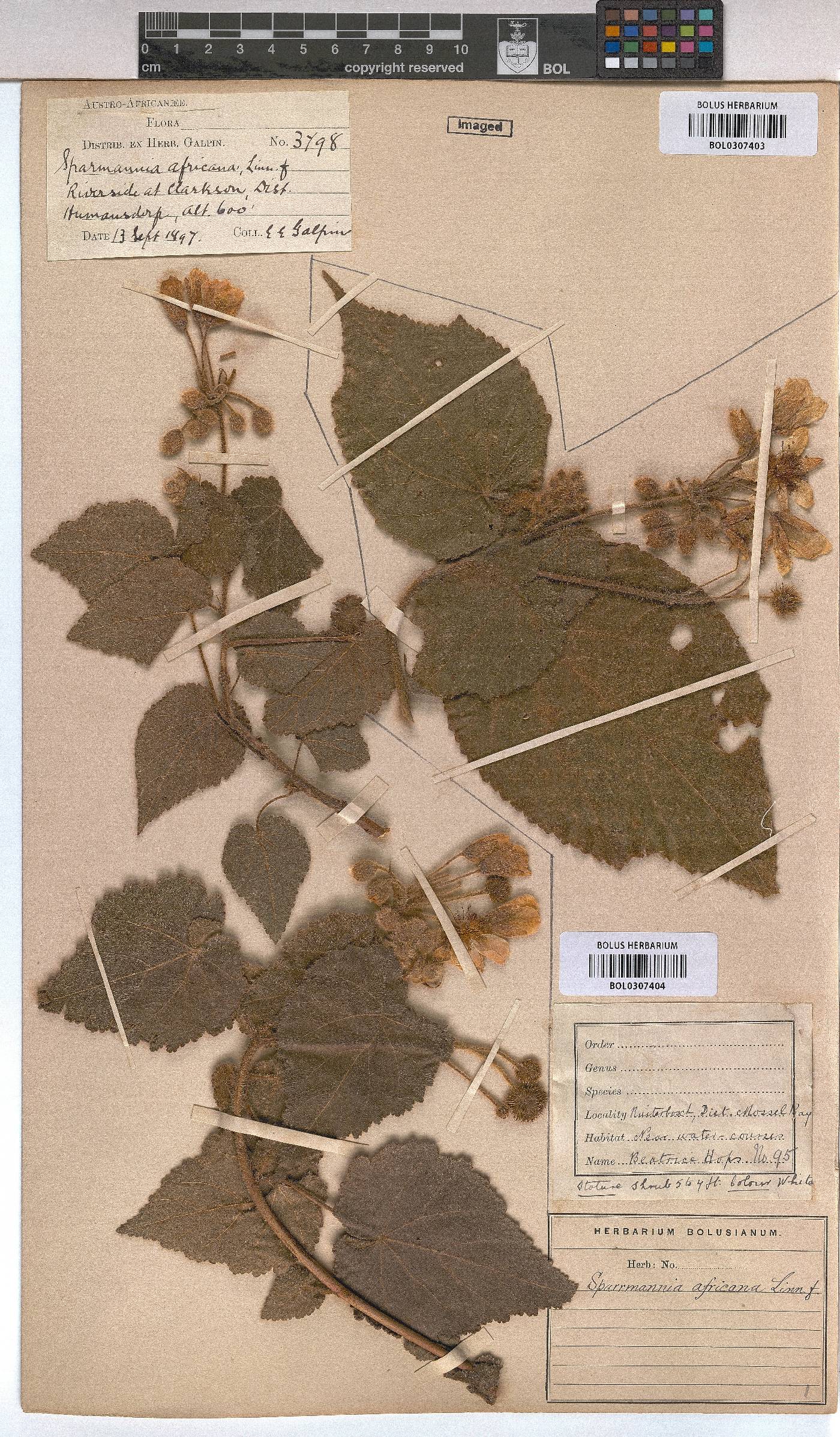 Sparrmannia africana image