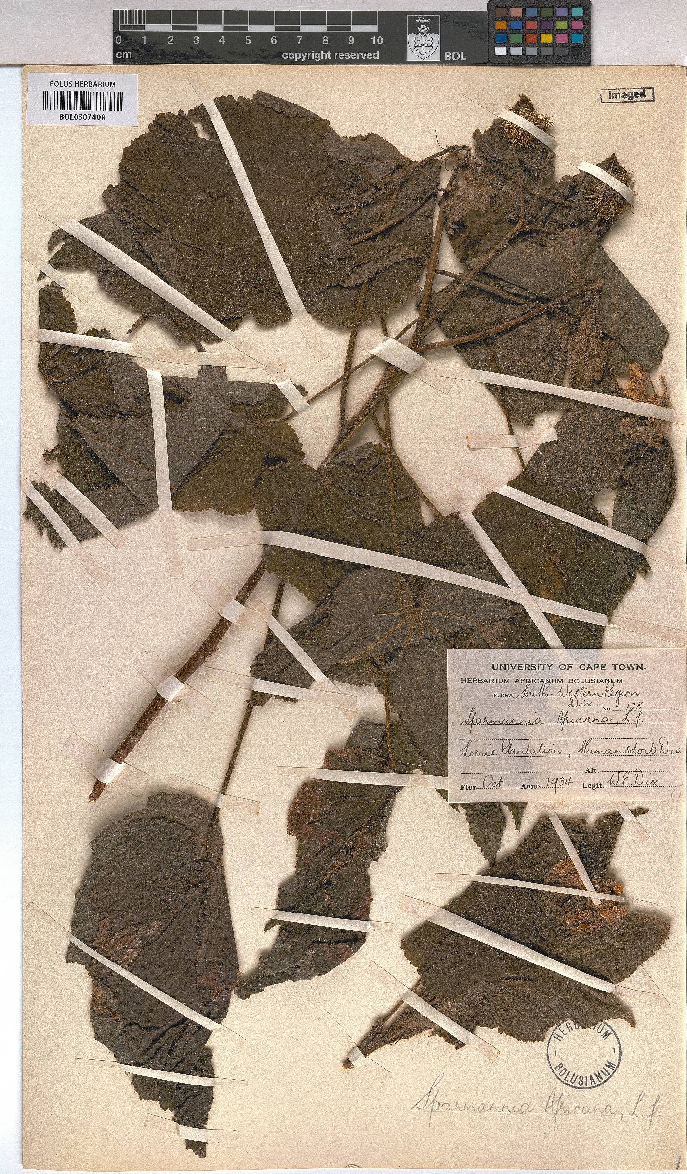 Sparrmannia africana image